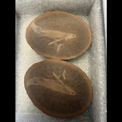 A well-preserved hatchling lobe-finned fish known as Esconichthys