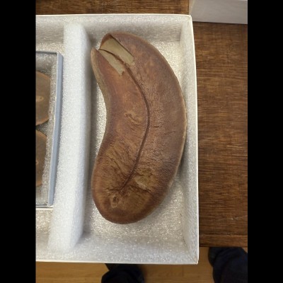 The holotype of the limbless tetrapodomorph, Pseudophlegethontia turnbullorum