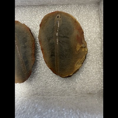 A fossil nectridean tetrapod, Ptyonius marshii, which was a 'newt-like' amphibian from the Mazon Creek Lagerstatt5