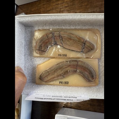 A well preserved limbless tetrapodomorph belonging to the group Aistopoda. This particular species is known as Phlegethontia, and this fossil shows well preserved soft tissue impressions.