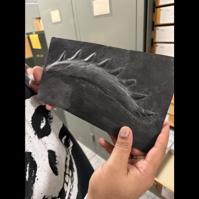 Arjan holding a cast of an Edestus scissor toothed ghost shark saw blade cast by Rainer Zangerl
