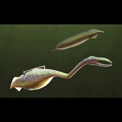 Looking like it's part squid, part yellow submarine, part crab ,you can see why Tullimonstrum gregarium continues to defy classification