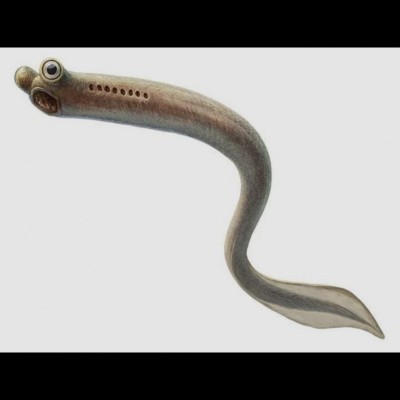 A conodont which is an extinct group of jawless vertebrates resembling eels