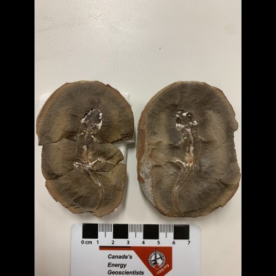 Mazon Creek nodule containing part and counterpart of a stunning temnospondyl amphibian- Amphibamus grandiceps -Cope 1865-