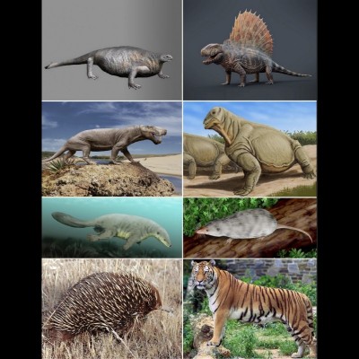 Living and extinct synapsids through the ages