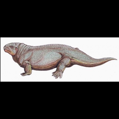 Diadectes sometimes referred to as Mr. Potato Head