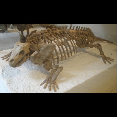 A fine Diadectes sideropelicus skeleton at the American Museum of Natural History in New York City, one of the first egg laying creatures on dry land.