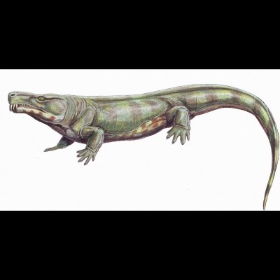 Life restoration of Limnoscelis a Diadectomorph