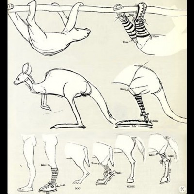 Digitigrade, plantigrade, and unguligrade! Famous cartoonist Chuck Jones, (think Bugs Bunny!), used striped socks to demonstrate the various anatomical details of different cartoon characters.&nbsp;
