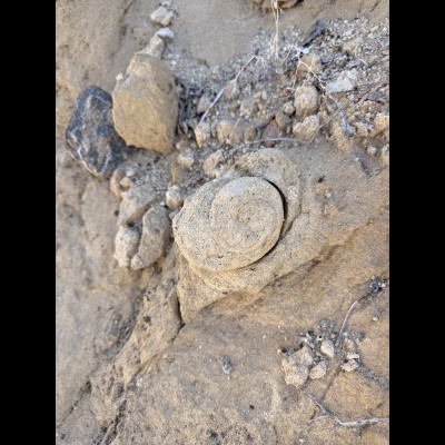 A partially weathered Pliocene marine gastropod preserved in situ within the Imperial Formation, showing clearly defined helical whorls emerging from sandy matrix.