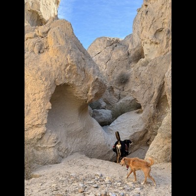 Bernie dog and Theo dog hiking up a sandstone canyon in the Imperial Formation So Cal