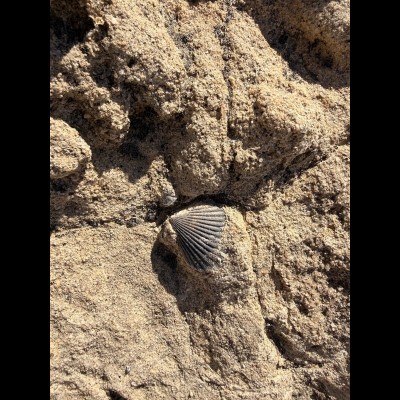 A ribbed marine brachiopod preserved in situ within the Imperial Formation, displaying pronounced radial costae typical of shallow Pliocene seafloor communities.
