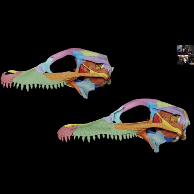 James Napoli created detailed color coding of juvenile alligator cranium bones for comparison.