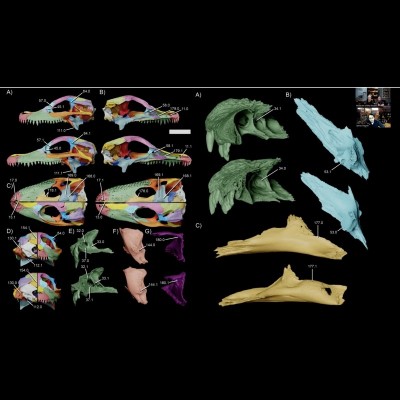 Color coding of alligator cranium bones help distinguish bone sizes between different individuals.