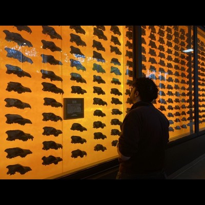 James Napoli looking at the massive wall of dire wolf skulls at the La Brea Tar Pits Museum in Los Angeles.