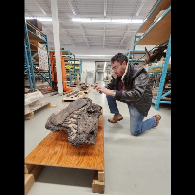 Napoli using photogrammetry to inspect a fossil tyrannosaurid skull.