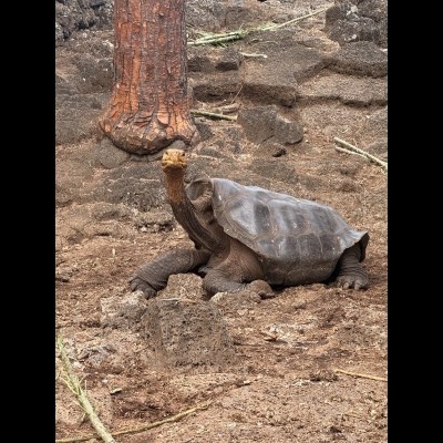Galapagos tortoise saying, "Do I know you?" at the Charles Darwin Research Center in Santa Cruz.