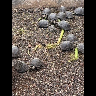 Adorable four year old Galapagos tortoises in their hatchling pens.