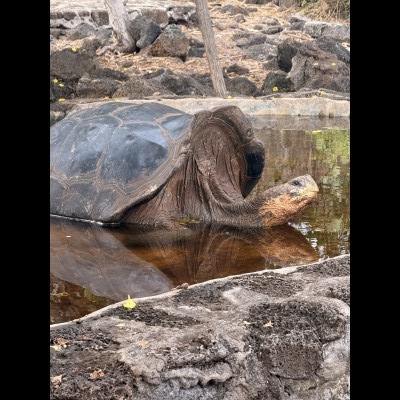 Adult tortoises at the Charles Darwin Research Center can be 100 or more years old!