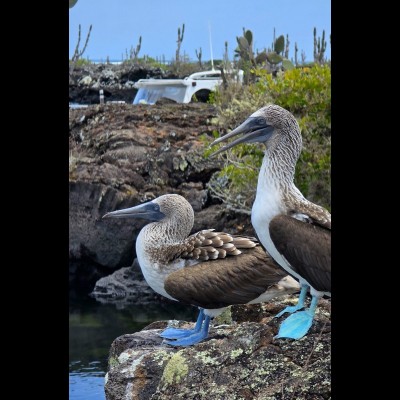 A mated pair of Blue-footed boobies (Sula nebouxii) relax on a collapsed lava tube at Los Tuneles on Isabela Island. Fun fact: The females have cornflower blue feet and the males have bright, sky blue feet.