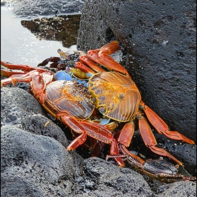 Two Sally Lightfoot crabs (Grapsus grapsus) discussing what to eat for dinner. They are rumoured to have been named after a Caribbean dancer, due to their agility in jumping from rock to rock, their ability to run in four directions and their capacity to climb up vertical slopes.&nbsp;