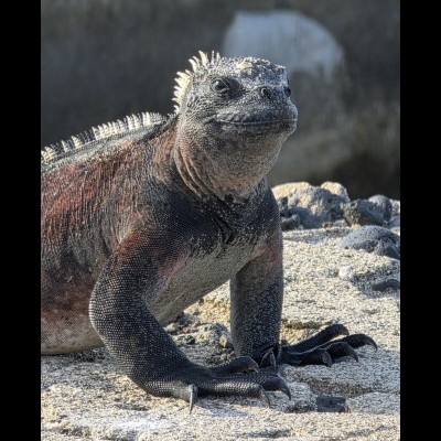 Galapagos Marine Iguanas (Amblyrhynchus cristatus) are found on every island and are the only marine species of lizard in the world.