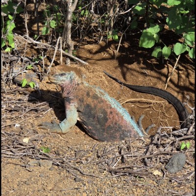We stumbled upon a very special moment: a Marine Iguana (Amblyrhynchus cristatus) laying eggs during nesting season.