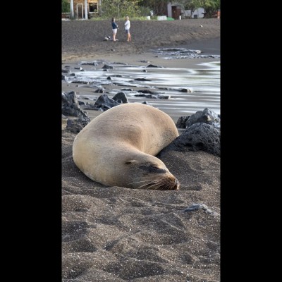 A Galapagos Sea Lion having a snooze oblivious to the onlooking tourists.