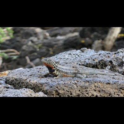 A beautiful Galapagos Lava Lizard (Microlophus albemarlensis) lounging around.