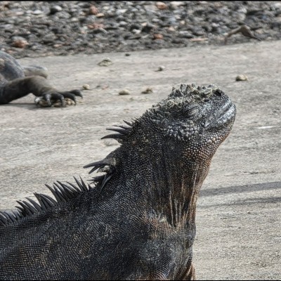 A Marine Iguana (Microlophus albemarlensis) soaking up the warmth of the sun and the soothing tropical air.