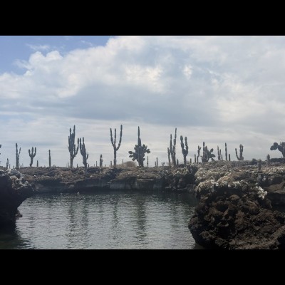 On Isabella Island, the harsh lava landscape meets the beautiful ocean.