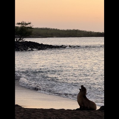 A Sea Lion enjoys the sunset on Santa Cruz Island.