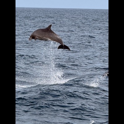 Bottlenose dolphin (Tursiops truncatus) antics from the interisland ferry.
