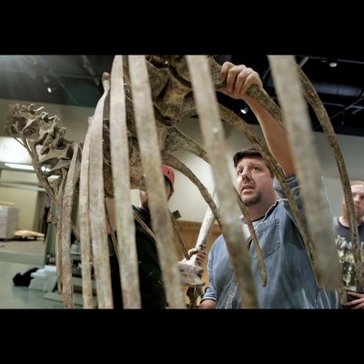 Scott carefully puts rib bones into place on Afrovenator.