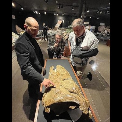 John Scanella, Lee Hall, and Scott Williams Looking at gouges on fossil skin impressions at Museum of the Rockies.
