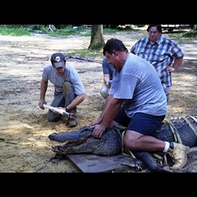 Scott and Mike Henderson helping Dr. Greg Erickson with his croc/gator bite force studies in 2006.