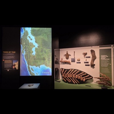 The 'Tides of Time' Western Interior Seaway animation in the Museum of the Rockies newly opened Cretaceous Crossroads exhibit. You can watch the late Cretaceous seaway come and go in this very fun interactive initially conceived of by Scott.