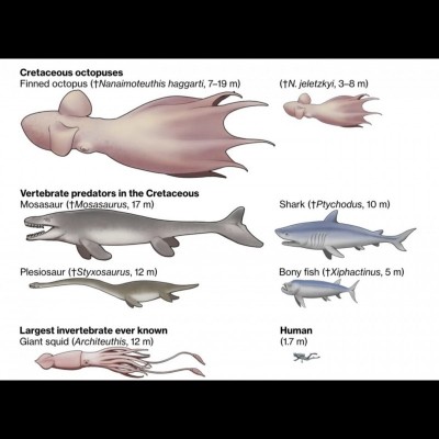  A giant 'finned' octopus was possibly the top marine predator in the late Cretaceous seas.