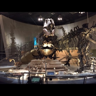 A Tyrannosaurus rex skeleton posed in a sitting down posture in order to ambush a Triceratops. The skeleton was reconstructed following Dr. Kent Steven's idea of Tyrannosaurs using their short arms to sit up
