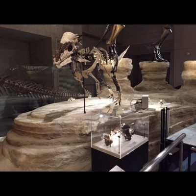 Makoto's exhibits crew did not paint the casted parts of this Pachycephalosaurus skeleton, so the public can tell which parts are actual fossils.