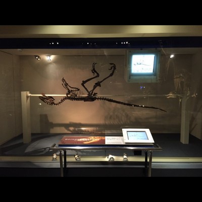 Makoto's crew placed a Deinonychus skeleton on a rod similar to a rotisserie stick so that the public can rotate the skeleton to investigate the details of the dinosaur. Video explanations by Professor John H. Ostrom are shown on the monitor above the skeleton.