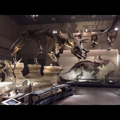 Original fossil bones of a Triceratops, nicknamed Raymond, are on display at the National Museum of Nature and Science in Tokyo.