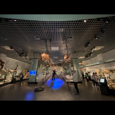 Basilosaurus (left) and Tylosaurus (right) in a convergent evolution exhibit at the National Museum of Nature and Science in Tokyo.