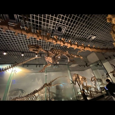 Palaeoparadoxia on display in the Convergent Evolution exhibit at the National Museum of Nature and Science in Tokyo.