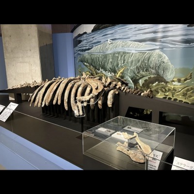 A complete Steller’s Sea Cow fossil skeleton (partial replica), in the Mass Extinctions exhibition at the National Museum of Nature and Science in 2025.