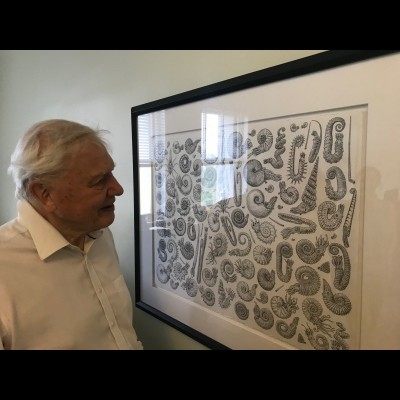 Sir David Attenborough admiring Ray Trolls's pen and ink drawing of ammonites in Kirk Johnson's office at the Smithsonian National Museum of Natural History 