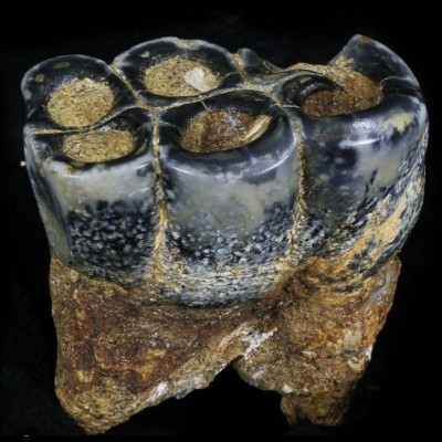 A rare tooth from an extinct marine mammal called a Desmostylian, which looked like a hippo, but was related to elephants (althoiugh some say they're closer to rhinos and horses). 