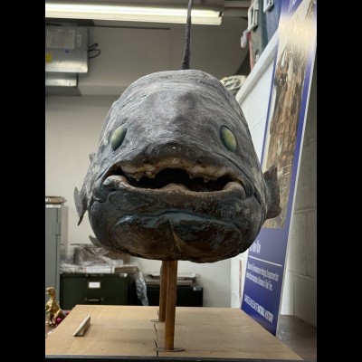 While touring the collection rooms at CMNH Ray spotted this 'smiling' coelacanth.&nbsp;