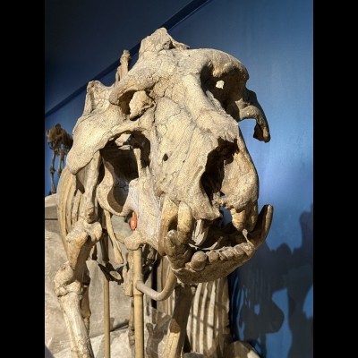 The Carnegie Museum of Natural History is home to what is probably the most complete, best-preserved fossil skeleton of Dinohyus that has ever been discovered. In 1905, Carnegie Museum field collector T. F. Olcott unearthed this skeleton from the Agate Springs Fossil Quarry in the NW corner of Nebraska. In the 1990s, paleontologists have argued that Dinohyus&nbsp;hollandi&nbsp;and Daeodon&nbsp;shoshonensis&nbsp;are actually the same animal. If so, Daeodon&nbsp;would be the correct name because it was coined first, but Ray's convinced that Dinohyus is still the legitimate name.