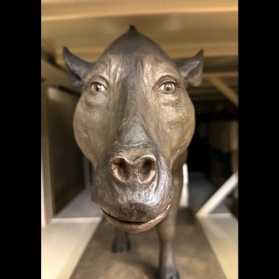 Beware the "Hyus", it just might steal your soul! This rarely-seen scale model of Dinohyus lives hidden on a shelf in the Big Bone Room at the Carnegie Museum of Natural History. Does anything about it seem odd to you? Like, maybe, the eyes? If so, then you&rsquo;re not alone. To those who behold it the eyes seem so &lsquo;emotive&rsquo; or &lsquo;human&rsquo; that it&rsquo;s deeply disturbing.